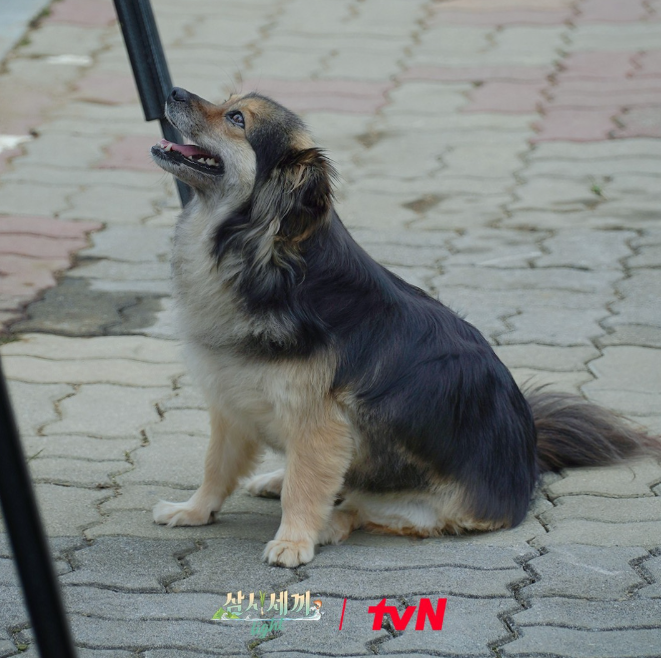 삼시세끼 어촌편 시즌6 임영웅