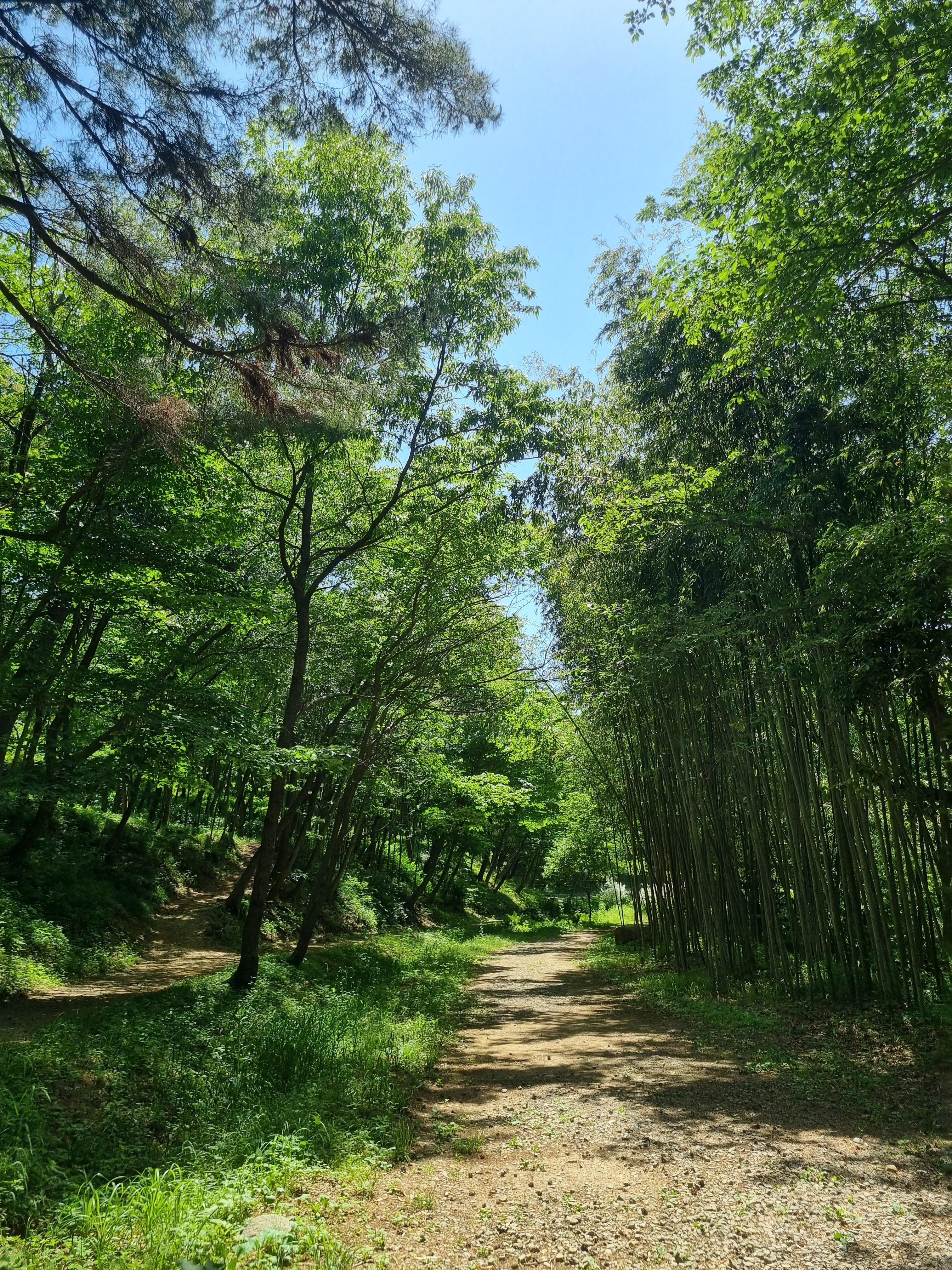 아홉산 숲