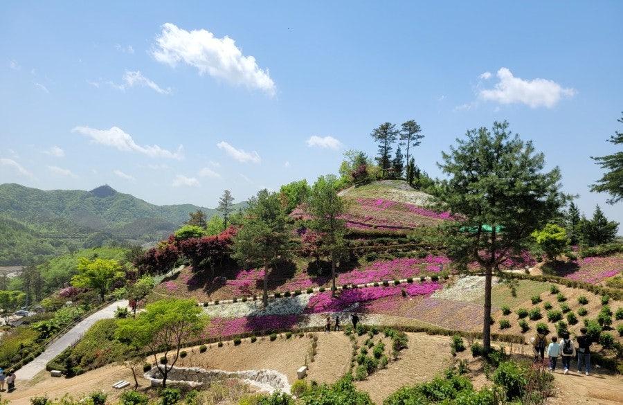 진안 꽃잔디동산