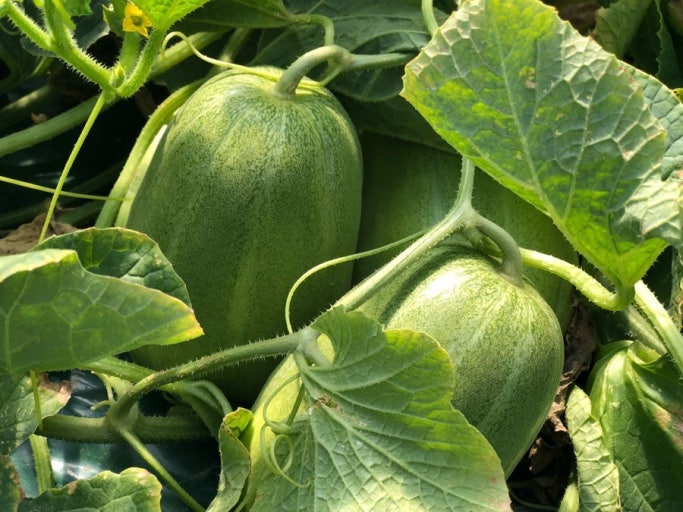 성주 가볼만한곳 베스트10