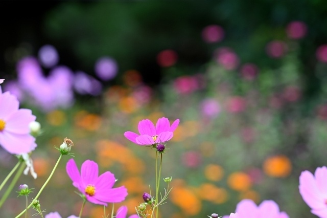 코스모스 꽃 사진