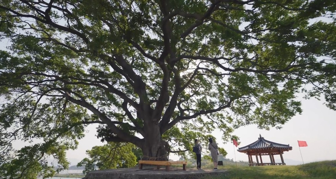 드라마 이상한 변호사 우영우 촬영지 - 팽나무 천연기념물