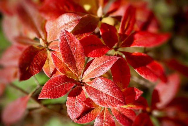 황매산 철쭉축제 기본정보