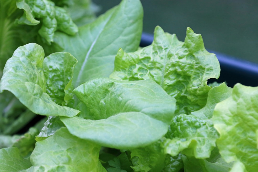 Lettuce