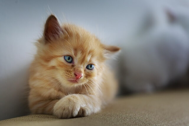 강아지와 고양이 함께 키우기