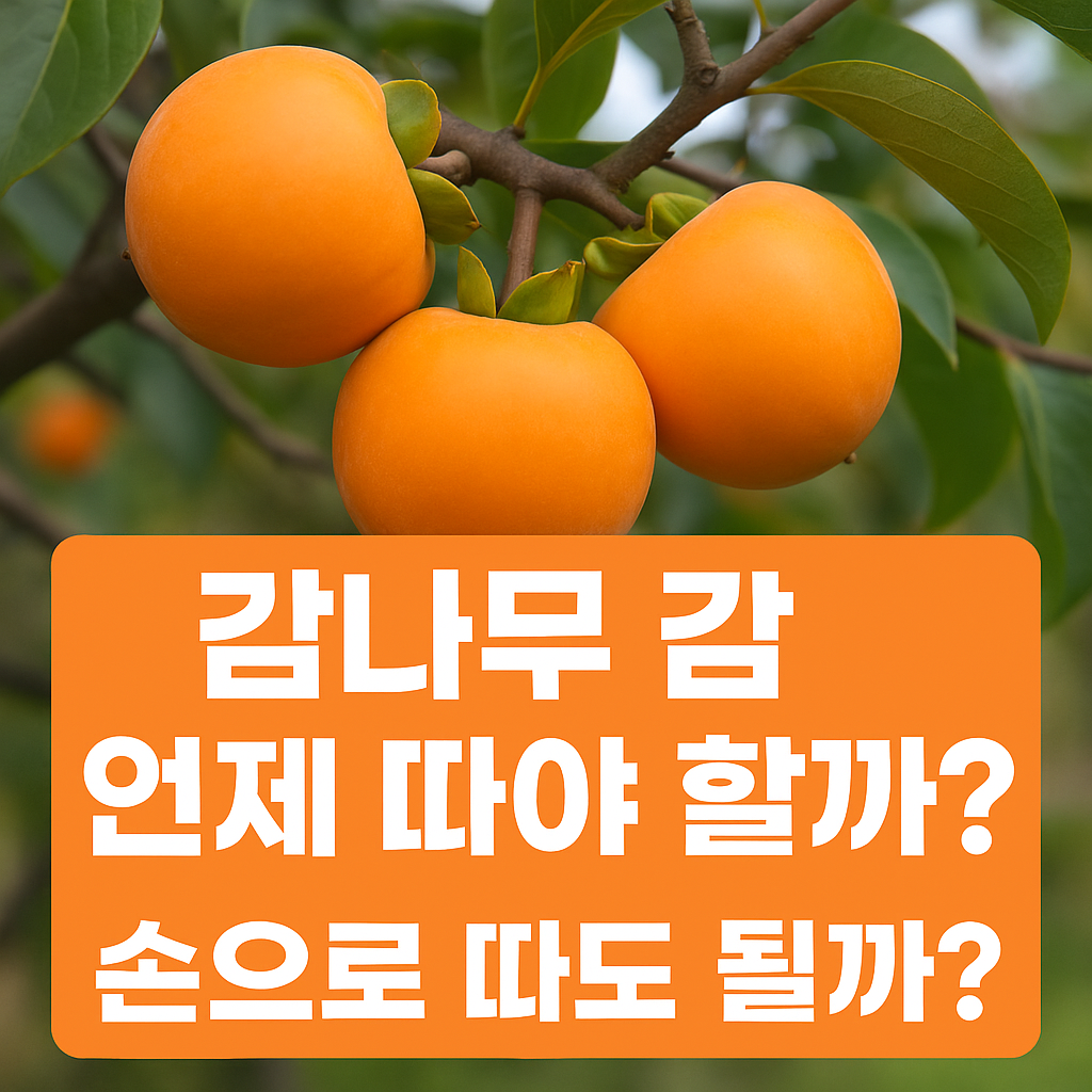 🍊 감나무 감 언제 따야 할까? 손으로 따도 될까? 제대로 아는 수확 시기와 방법