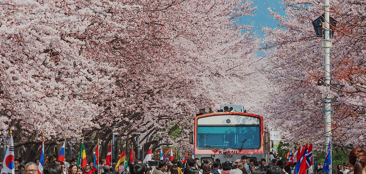 진해 군항제 벚꽃 축제