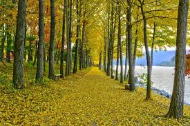 남이섬 입장권 할인