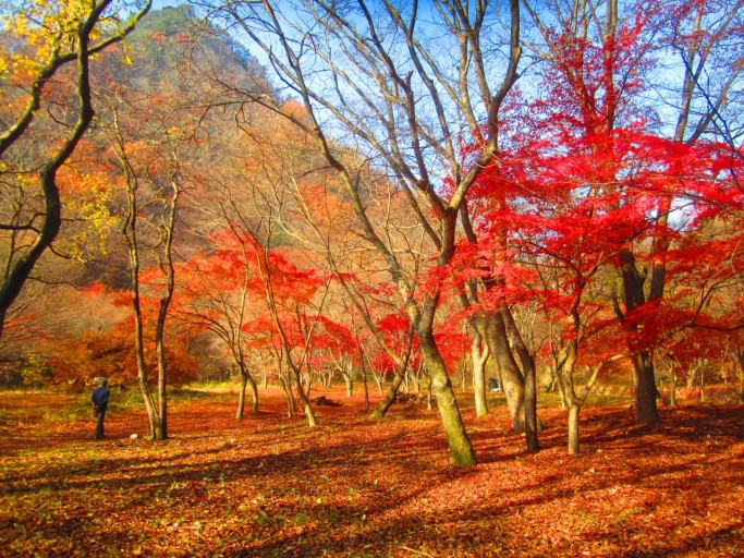 내장산 단풍시기
