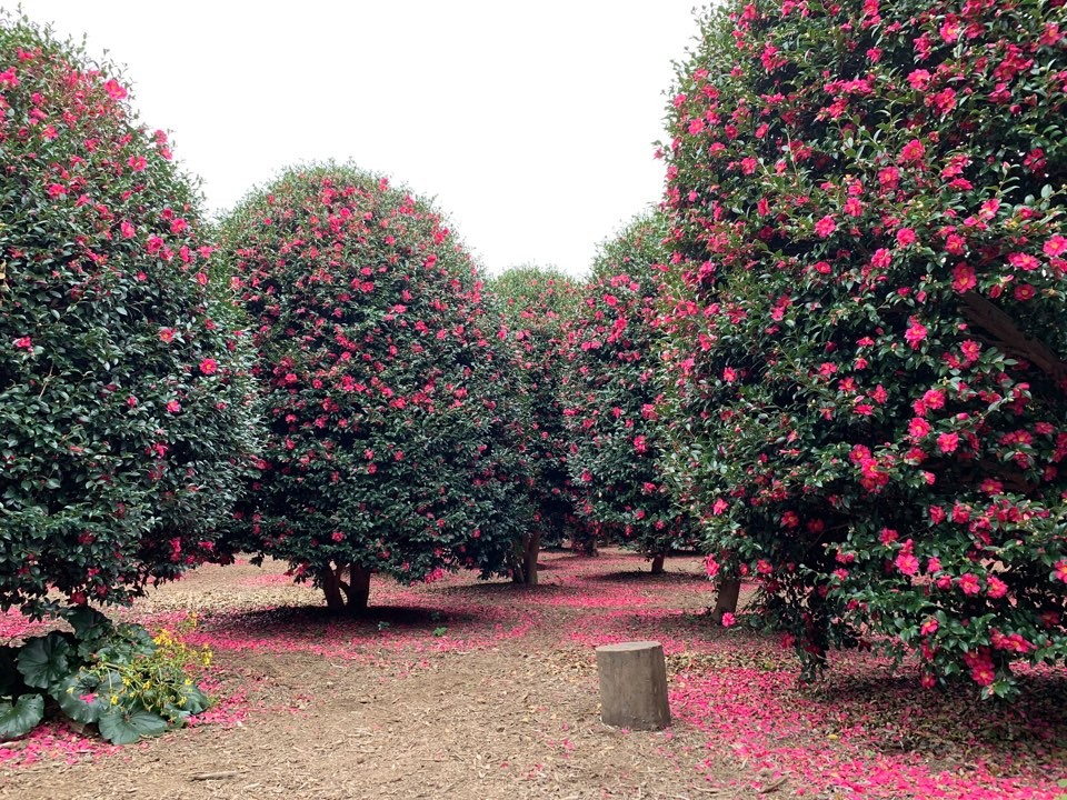 제주동백수목원