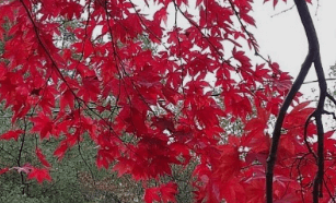 기차여행 단풍특선 추천