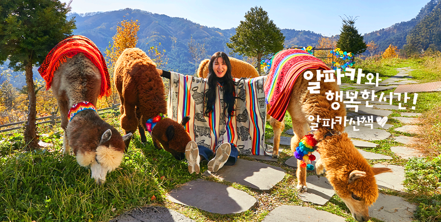 홍천 알파카 월드