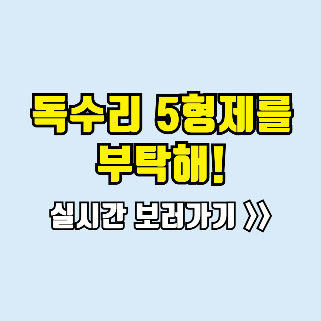 독수리5형제를부탁해 실시간