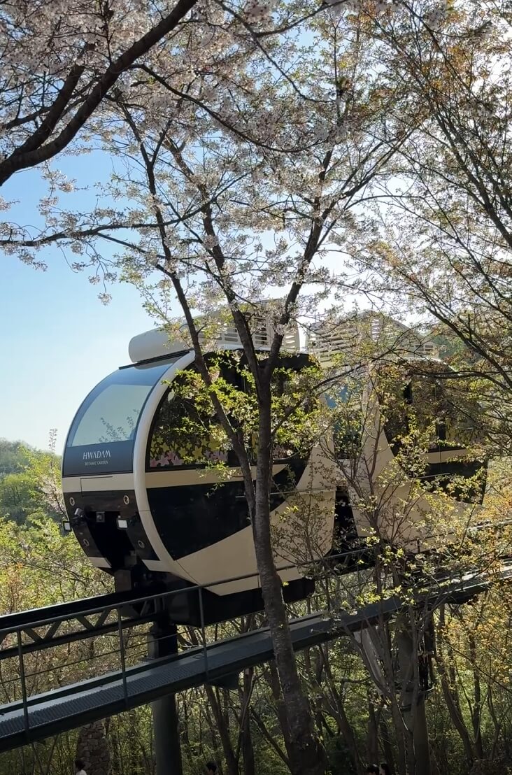 화담숲 벚꽃 모노레일