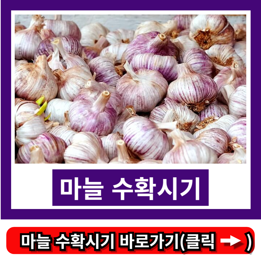 마늘 수확시기