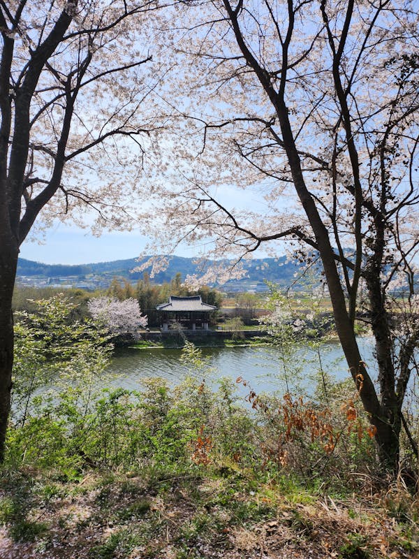 계절명소 꽃구경 