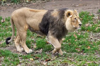 아시아사자 인도 동물 특징 성격_3