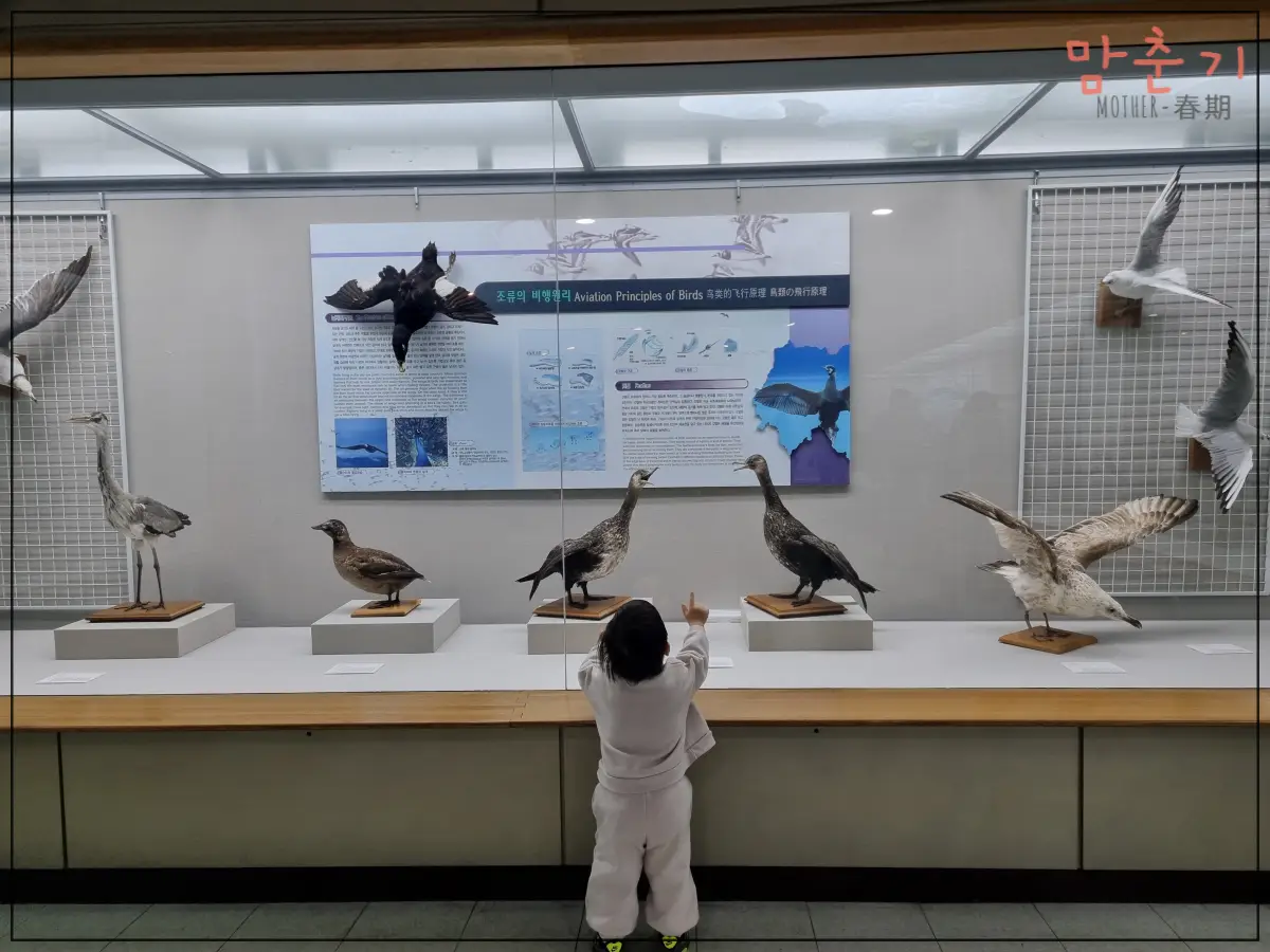 부산해양자연사박물관-조류표본-좋아하는아들