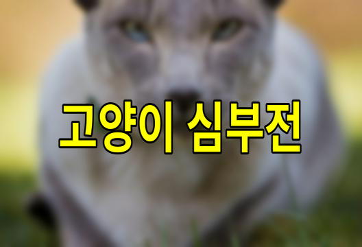 고양이 심부전의 원인과 예방 방법
