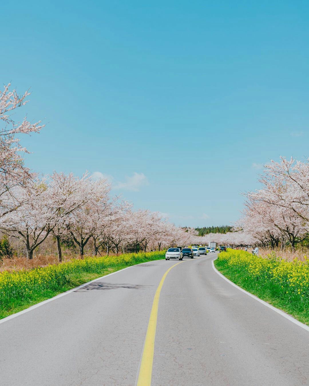 제주 벚꽃 명소