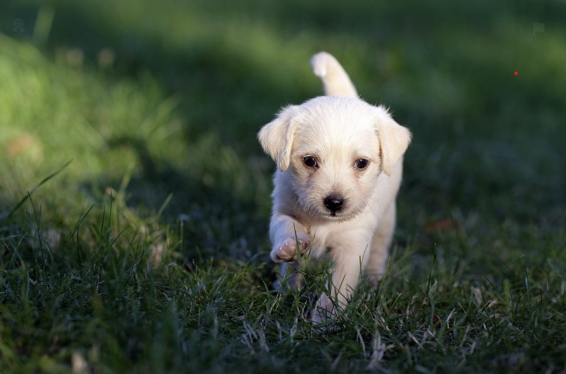 초보자도 아는 강아지 행동 분석
