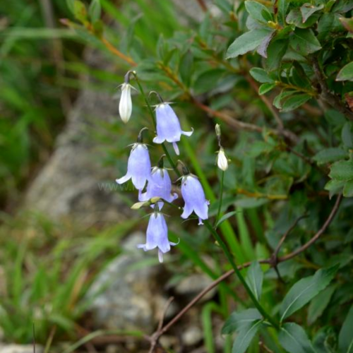 잔대 ( Japanese Ladybell )