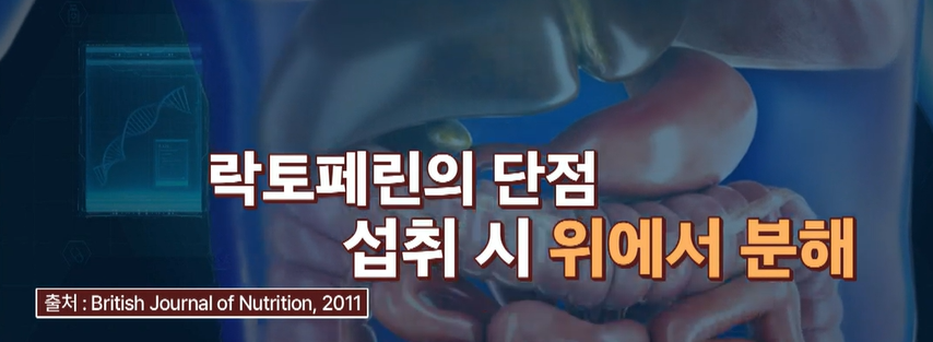 락토페린 복용법