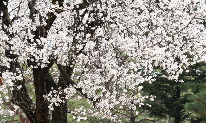 2025년 벚꽃 개화 시기&amp;#44; 전국 벚꽃 명소 3분 정리