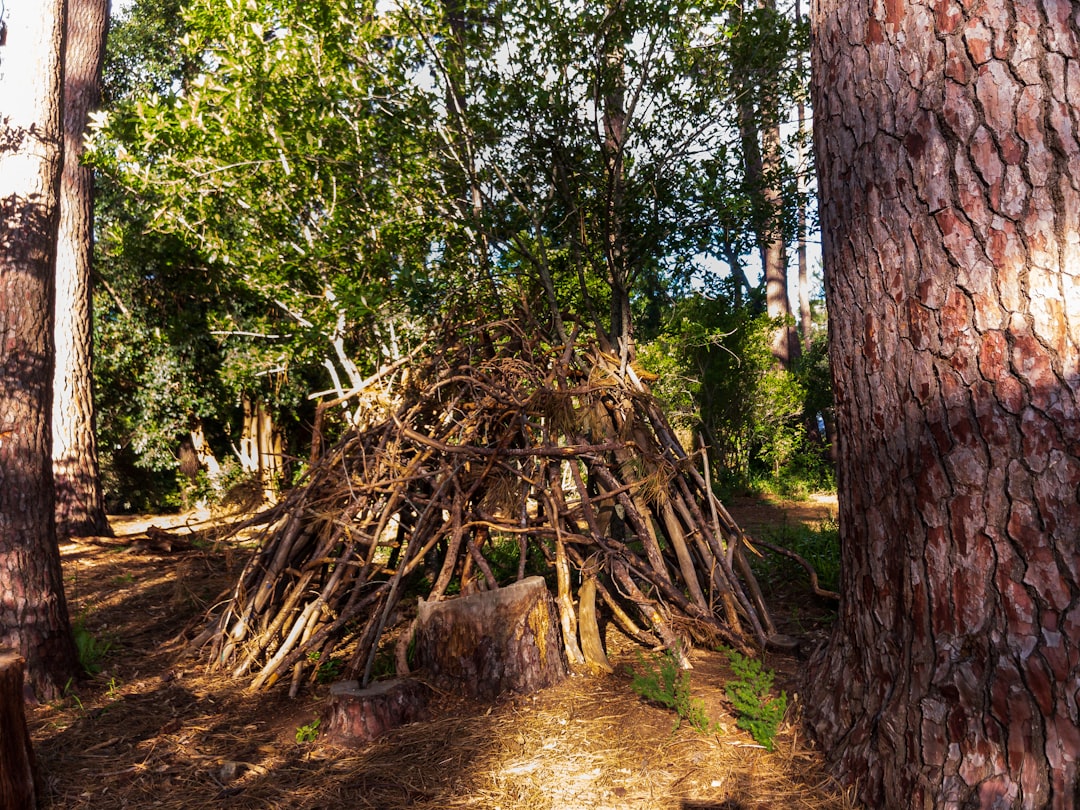 Shelter