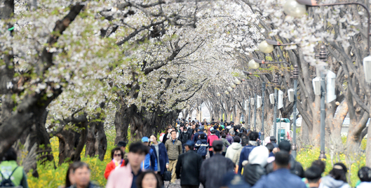 2025 동대문구 봄꽃 축제2
