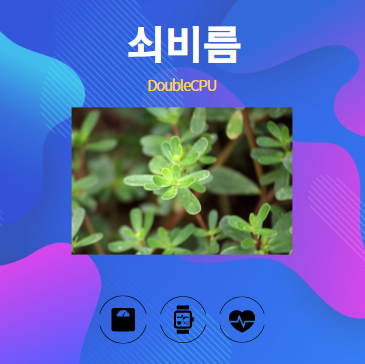 쇠비름 알아보기