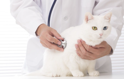 수의사와 고양이.