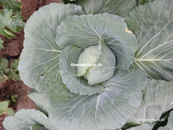 양배추 효능 피부 노화 방지 비타민 C 카로티노이드