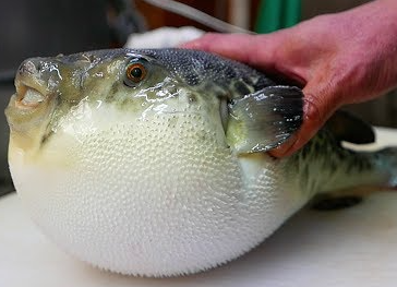 복어를 안전하게 즐기는 팁