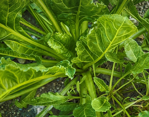 당뇨에 좋은 음식과 나쁜 음식