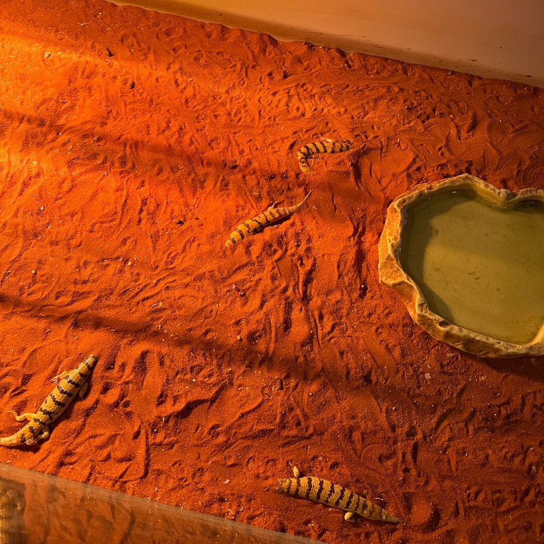 샌드피쉬 도마뱀 사막 환경 아르티스 테마파크 파충류