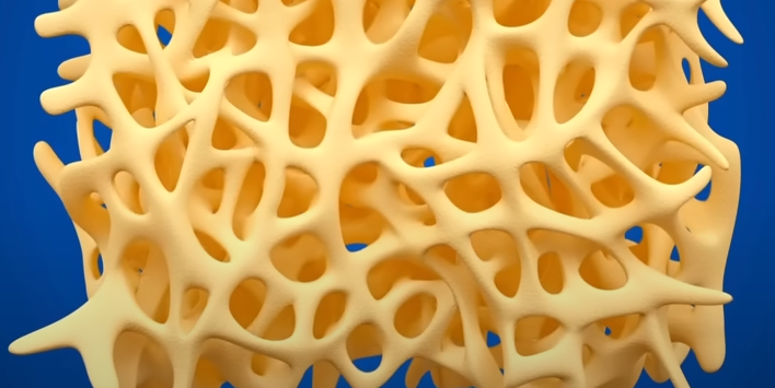 뼈조직