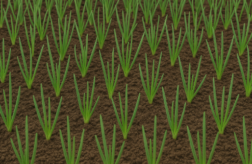 삼동파 모종 키우기
