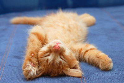 불룩하지 않은 배를 보이고 있는 새끼 고양이.