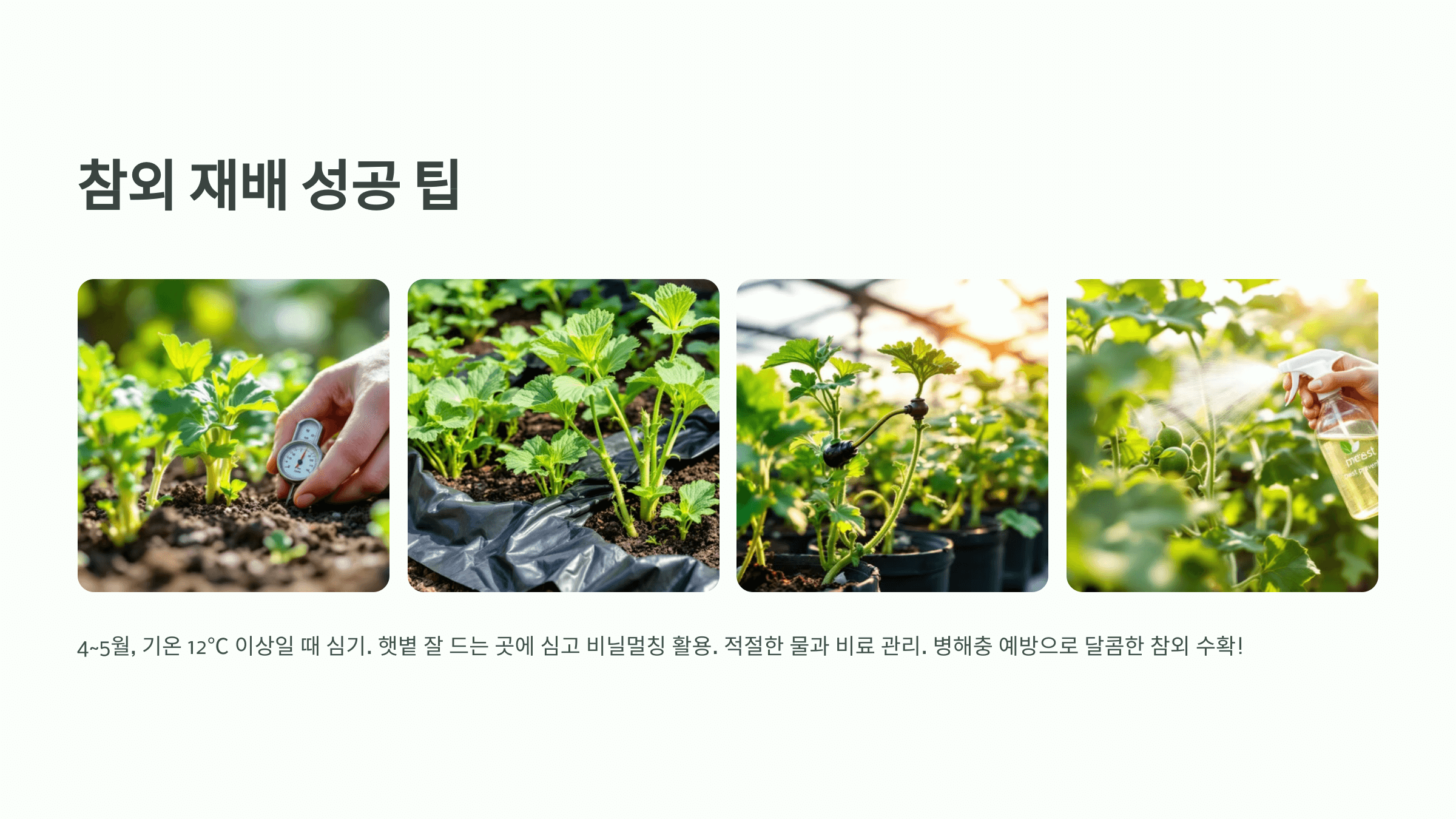 참외 사진입니다.