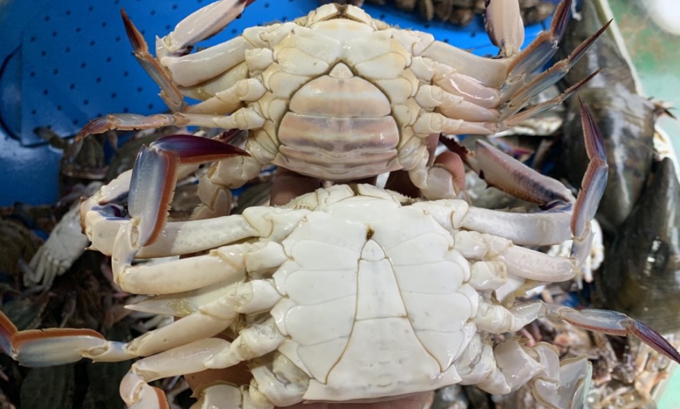 꽃게철-언제