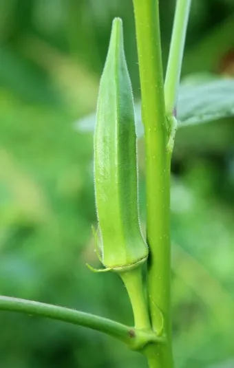 오크라 효능 재배법 손질 수확 요리 보관까지 한눈에 보기_19