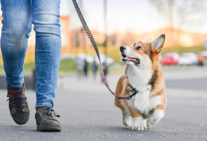 산책하는 강아지