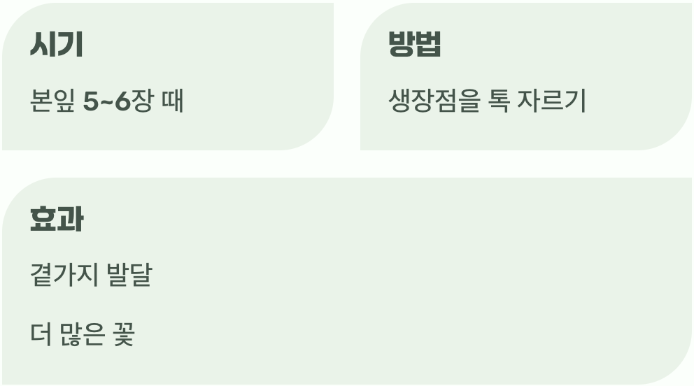 웃자람을 막는 작은 용기&amp;#44; 순지르기