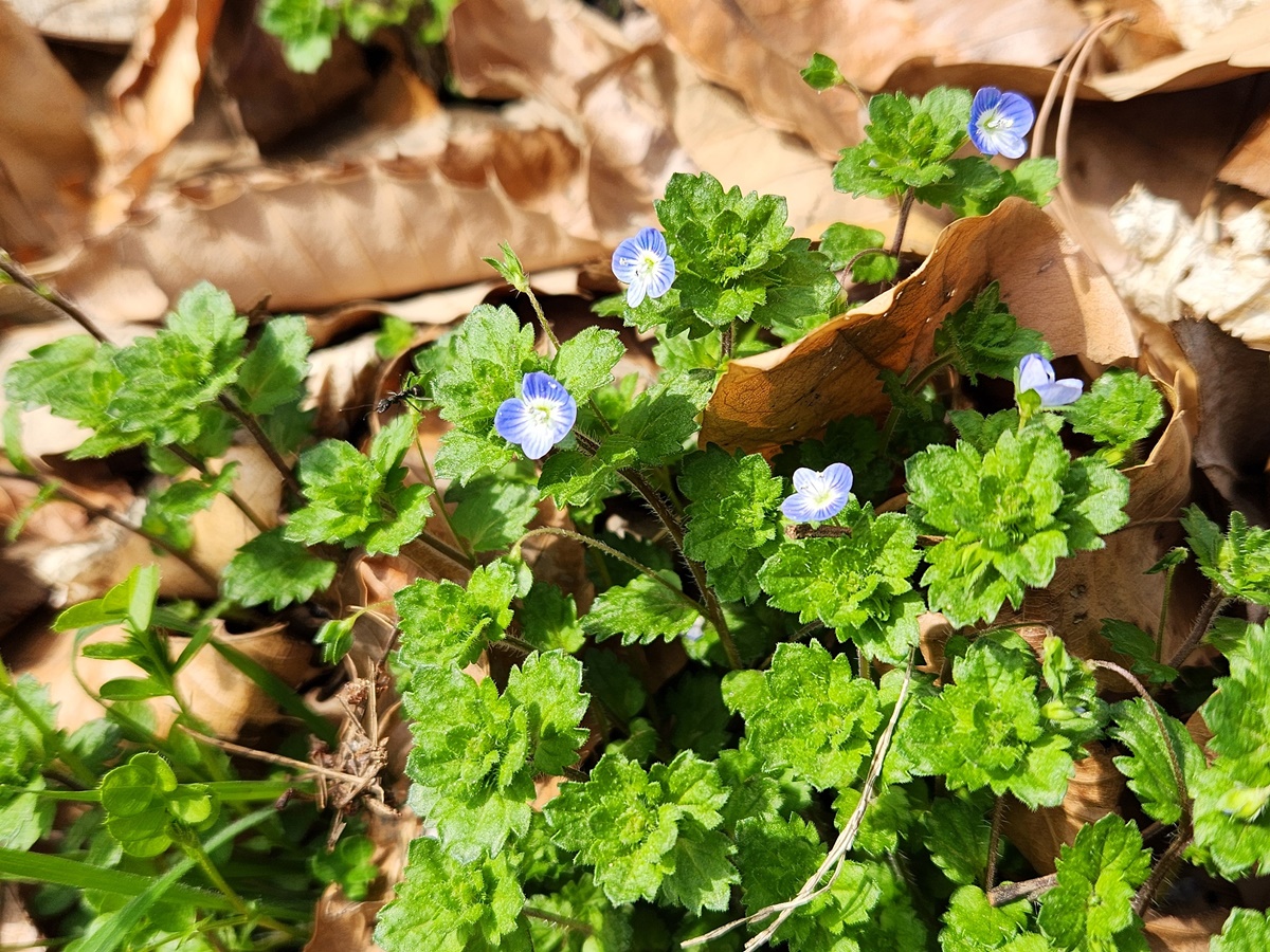 큰개불알풀(큰봄까치꽃)