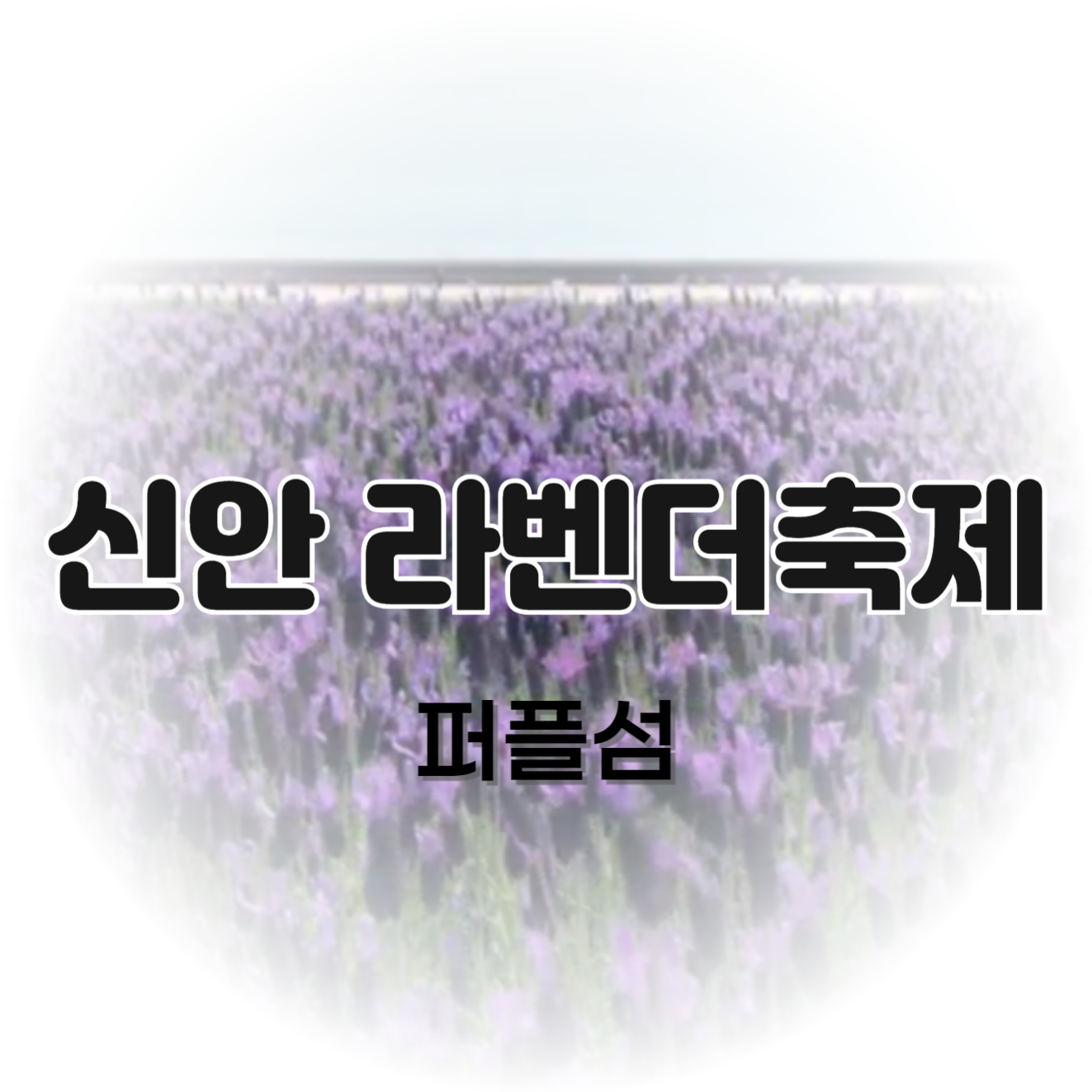 신안 라벤더축제 5월 6월 꽃축제 퍼플섬 정보(+주차, 반려견)