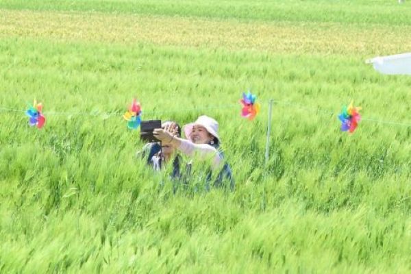 보리밭에서 사진찍는 사람들