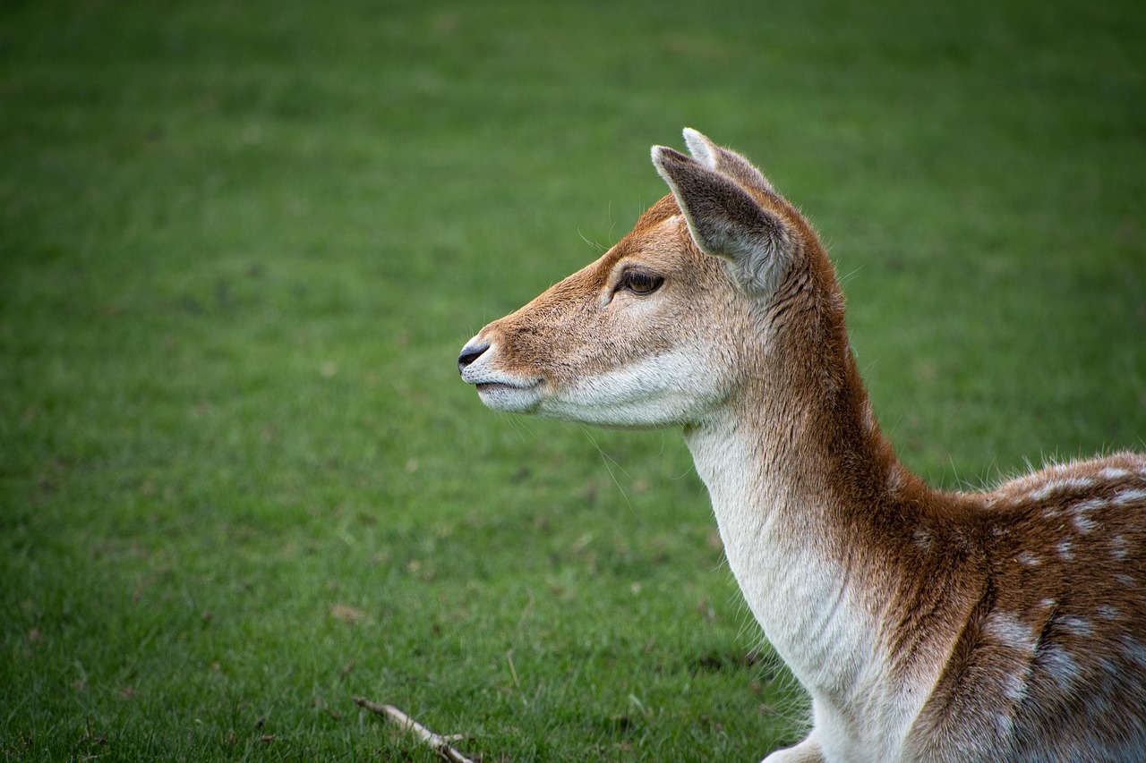 피부 진물 치료&amp;#44; 초보 집사 건강체크