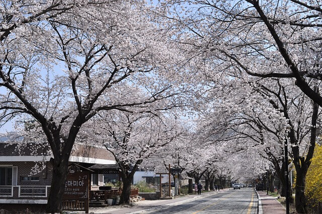 경주 벚꽃 명소