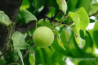 매실 재배 적과 타이밍 병충해 방제 수확 저장_7